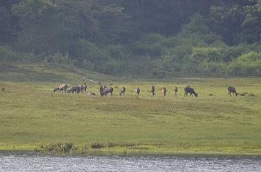 Periyar Lake N.P., Thekkady_DSC7501_H600